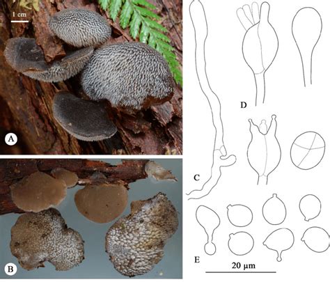 Basidiomata And Microscopic Structures Of Pseudohydnum Orbiculare A