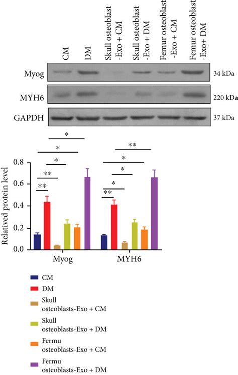 Exosomes Derived From Skull Osteoblasts Or Femur Osteoblasts Exert