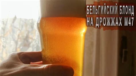 Бельгийский блонд на М47 - YouTube