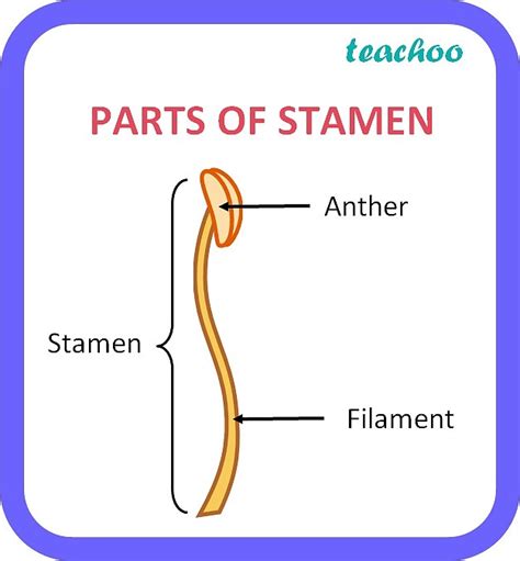 Reproduction Stamen Parts And Functions With Examples And Images