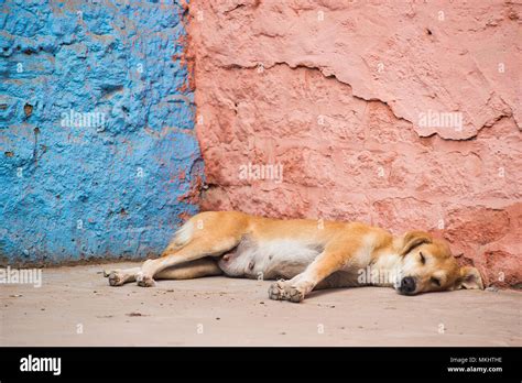 De Que Raza Son Los Perros Callejeros En La India