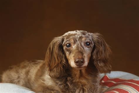 Double Dapple Dachshund: Facts, Origin & History (With Pictures) | Hepper