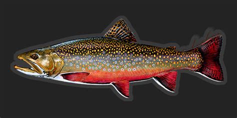 Fish Stickers Quality Brook Trout Fish Decals By Studio Abachar