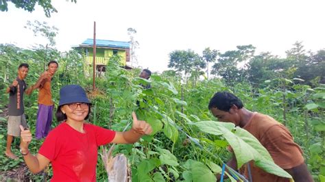 Semangat Bertani Dari Bukit Harapan Panen Bucis Kolaborasi Kak Ana