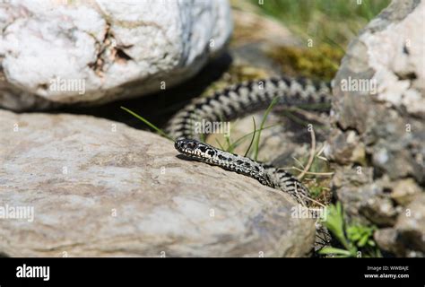 Basking Adder Hi Res Stock Photography And Images Alamy