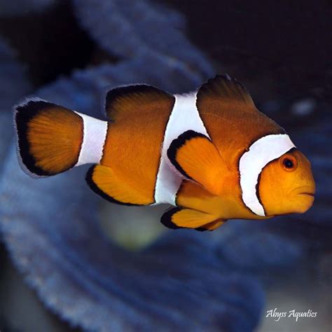 Ocellaris Clownfish Fast Professional Service Abyss Aquatics