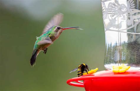 Discover The 8 Best Types Of Hummingbird Feeders A Z Animals