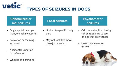 What is Epilepsy in Dogs? Is My Dog Epileptic?