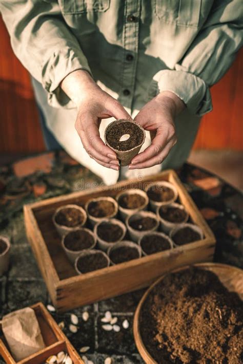 Planting Pumpkin Seeds for Germination into Biodegradable Peat Pots Stock Image - Image of ...