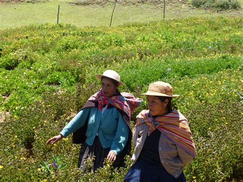 CSU researchers bring home lessons from Peruvian farmers | Colorado