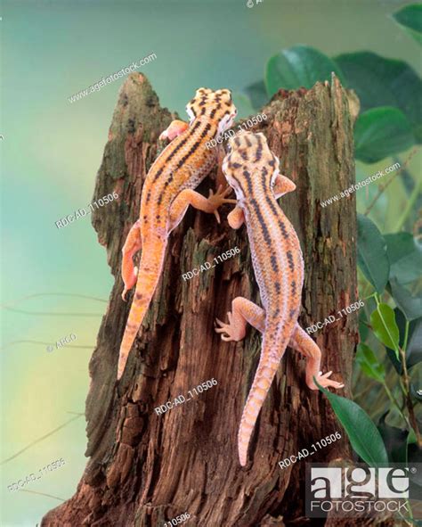 Wonder Geckos Pair Teratoscincus Scincus Keyserlingii Giant Frog Eye