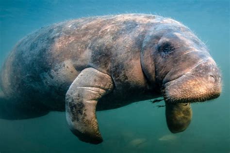 Are Manatees Endangered? Here’s What’s Putting Them at Risk – Brightly