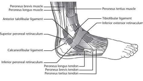 Peroneus Brevis Physiopedia