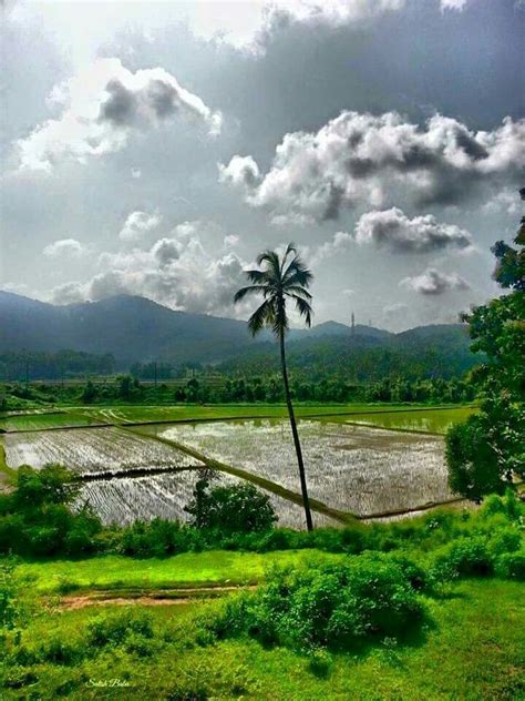 Paddy Field in Kerala