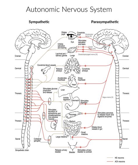 Autonomic Nervous System Handout