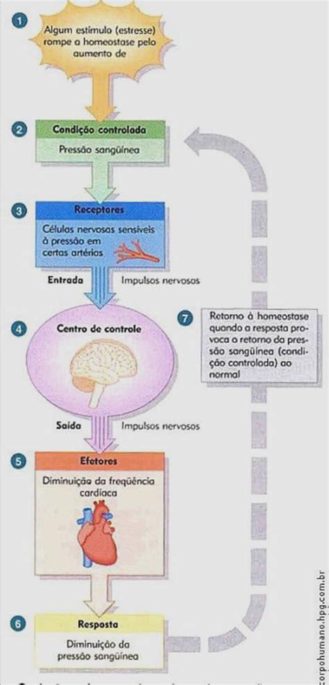 Feedback Positivo Fisiologia Exemplos - Exemplos De Ciclo De Feedback Positivo Feedback Positivo: O Que é,