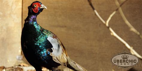 Green Pheasants | Überchic Ranch