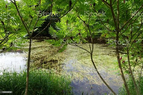 Marshy Field With Tall Grasses Summer Season La Creuse Limousin France