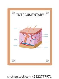 Integumentary System Labeled