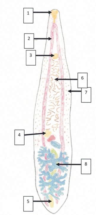 Typical Fluke Anatomy Diagram | Quizlet