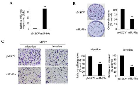 Mir 99a Inhibits Aggressive Behaviors Of Breast Cancer Cells A