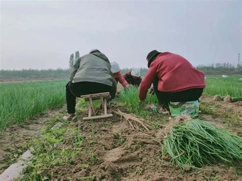 十一月挖薺菜：母親一個小時就挖了滿滿兩大袋，滿載而歸 每日頭條