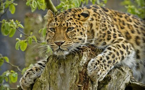 Wild Cat Animal Animals Cats Cat Wild Hd Wallpaper Pxfuel