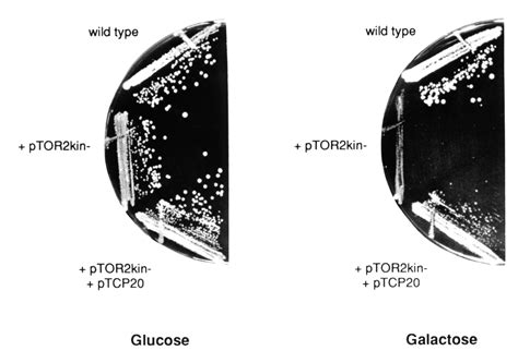 Tor Is Required For Organization Of The Actin Cytoskeleton In Yeast Pnas