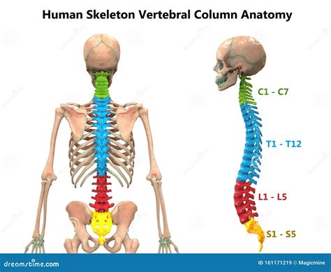 Ossos Da Coluna Vertebral