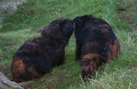 Vancouver Island Marmot - Nature Canada