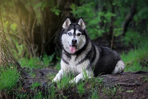 Siberian Husky Snow Dogs HD Wallpapers