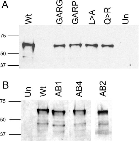 Figure 4 From Anatomy And Regenerative Biology Faculty Publications