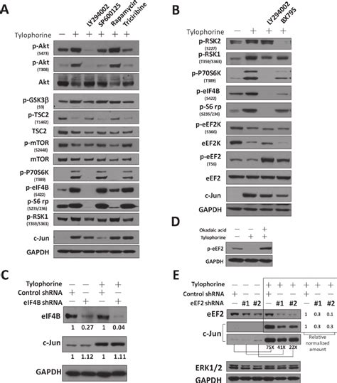 Tylophorine Activates PI3K PDK1 PP2A Pathway That Leads To An Increase