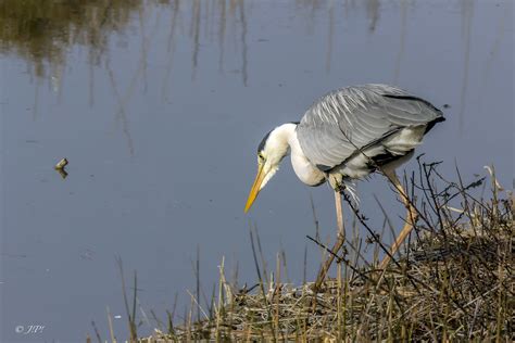 Heron Cendré Img5045m2 Héron Cendré Ardea Cinerea Grey Jean