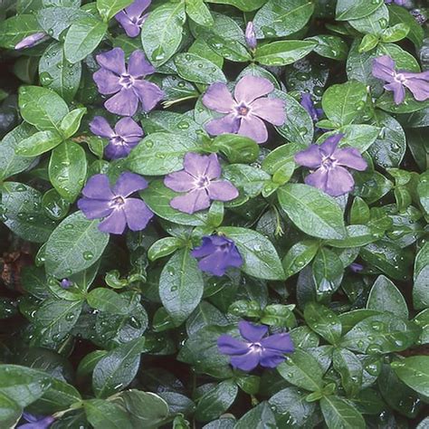 In Minor Purple Periwinkle Vinca Plant The Home Depot