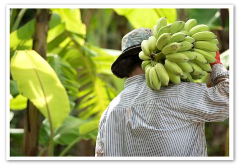 Bananeros Algo Hemos Estado Haciendo Bien Y Algo Estamos Haciendo Mal