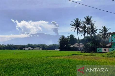 Petani Lereng Gunung Marapi Merugi Bantuan Pemerintah Sangat