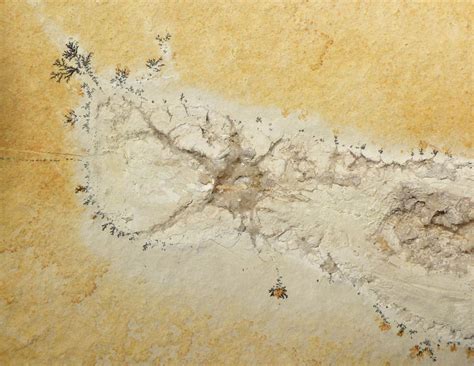 Jurassic Squid Fossil With Crystallized Mouth And Tentacles On Large