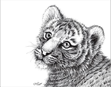 "Tiger Cub Drawing" by Cherie Taylor | Redbubble