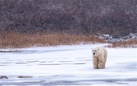 Eisb Ren In Der Hudson Bay Hautnah Erleben Arktis Tours Dont