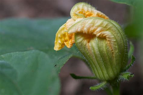 Free Images Nature Leaf Flower Food Green Produce Botany