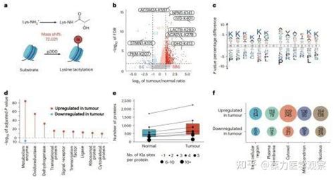 Nature 揭示蛋白赖氨酸乳酸化修饰促进肝癌增值和转移的重要机制 知乎