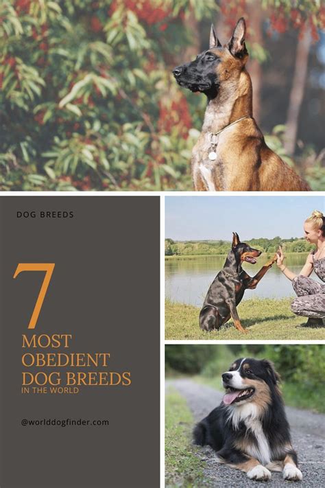 7 Most Obedient Dog Breeds In The World