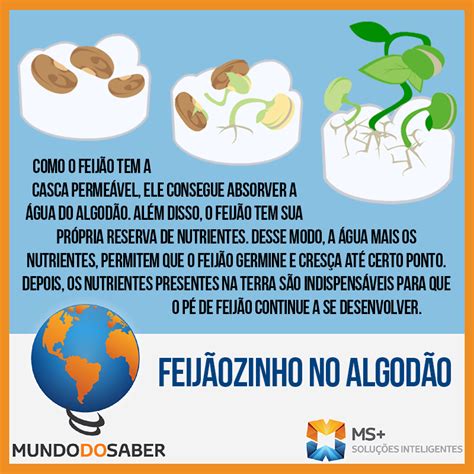 Plantar Feijão Educação Infantil - 5