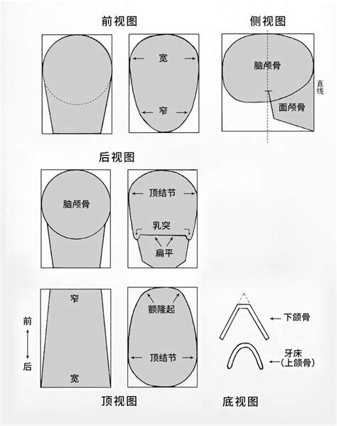 坚持学画：人体结构之头部骨骼详解 每日头条