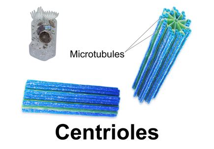 Cell Membrane, Cell Wall, Centrioles, Chloroplast - The Many components ...