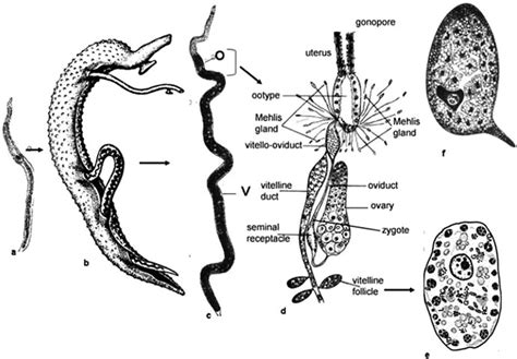 4 Male Female Interplay Promotes Female Reproductive Development A