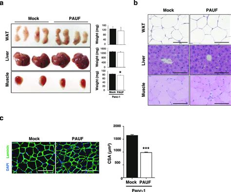 Tissue Histology Of Panc 1mock And Panc 1pauf Tumor Bearing Mice A