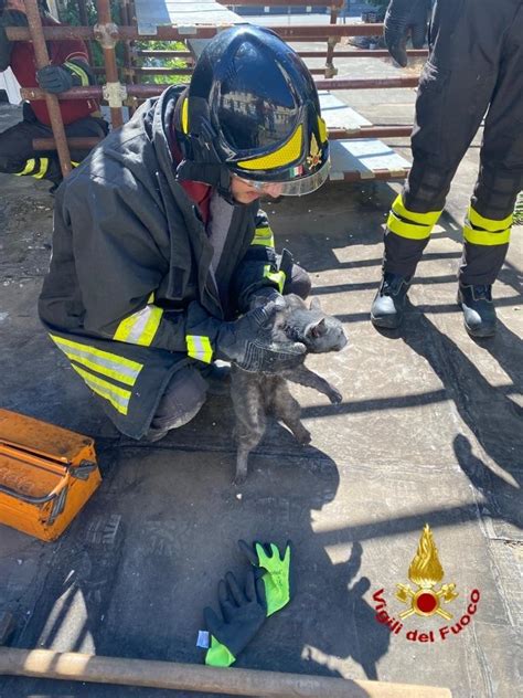 Prato Gatto Incastrato In Una Tubatura Salvato Dai Vigili Del Fuoco