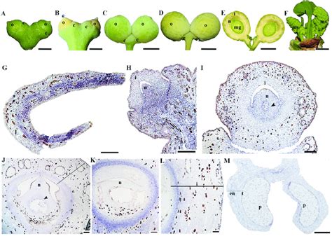 Expression Of Gibiap2 In Ginkgo Biloba A To D Ovules At Different Download Scientific